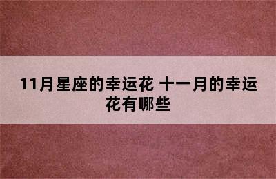 11月星座的幸运花 十一月的幸运花有哪些